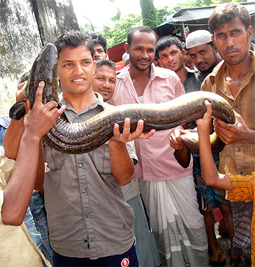 Record photograph for Anguilla bengalensis